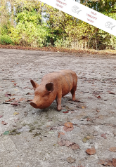 Gartenfigur, Schwein